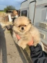 Малки Шпицове , снимка 11