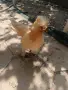 Бантам мини кокошки, снимка 4