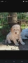 Lagotto Romaniolo , снимка 4
