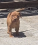 Pitbull red nos, снимка 5