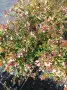 Абелия Грандифлора Прострата, Аbelia Grandiflora Prostrata!!!, снимка 2