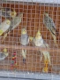 Вълнисти папагали и Корели , снимка 6