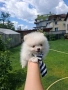 Померан померани мини , снимка 6