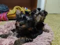 Продавам мъжки Йоркширски Териер , снимка 3