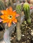 Кактус Chamaecereus Hybrid оранжев , снимка 3