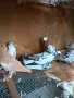 Гълъби демкежи топ качество , снимка 2