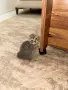 🐱 Продават се 3 прекрасни котета 🐱, снимка 1
