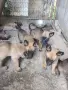 продавам белгийски овчарки, снимка 5
