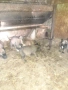 Продавам кученца Белгийска овчарка Малиноа , снимка 8