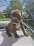 Американски питбул териер ,,Ред ноус''(American pitbull terrier Red nose), снимка 1