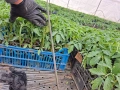 Разсад - домати, краставици, пипер, патладжани, пъпеши, дини и др., снимка 10