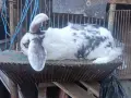 Гъски патици зайци , снимка 1