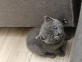Британско късокосместо мъжко коте, снимка 3