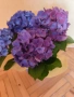 Декоративно цвете Хортензия, снимка 4