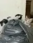 Котенца - Подарявам, снимка 6