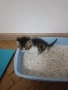 Търсим дом за две прекрасни котенца — братче и сестриче 🐾  Две невероятни котенца (едно мъжко и едн, снимка 8