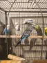 продавам вълнисти папагали , снимка 2