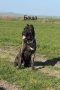 Cane Corso , снимка 6