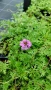 Вербена канадска 'Хоумстед Пърпъл', Verbena canadensis Homestead Purple, снимка 4