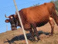 юничка и крава за клане , снимка 2