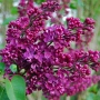 Люляк / Lilac, снимка 5