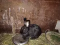 Продавам малки и големи екологично чисти зайци , снимка 1