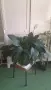Спатифилум Сенсейшън с големи листа, Spathiphyllum ‘Sensation’ Peace Lily, снимка 1