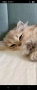Британска котка  лилаво злато, снимка 5
