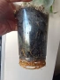 Драцена, dracena Reflexa, снимка 4