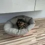 Мини йоркширски териер -момиче, снимка 4
