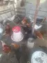 Млади кокошки предпронасяне, снимка 2