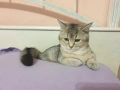 Шотландска златна чинчила , снимка 2