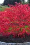 Ацер „Бени-Майко“ (Acer palmatum 'Beni-maiko') – Японски японски клен, снимка 4