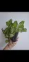 Еписция, episcia Silver sheen, снимка 4