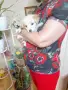 Търся дом за малко кученце , снимка 3