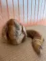 Луксозна дамска шапка от естествен косъм с опашка от Лисица, снимка 1