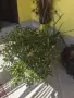 Красула / Дървото на живота , снимка 2