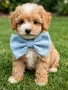 Малтипу -Maltipoo, снимка 1