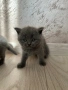Шотландски клепухи , снимка 9