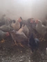 Продавам петли, снимка 1