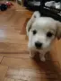 Търся дом за малко кученце , снимка 4