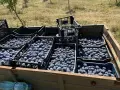 Сини сливи от производител, снимка 3