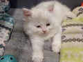 Полуперсийски котенца  момиче и момче, снимка 4