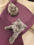Британски късокосмести котенца, снимка 4