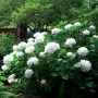 Hydrangea macrophylla ‘Soeur Thérèse’ – „Сестра Тереза“, снимка 2