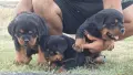 🐶 Свободни са 2 женски и 1 мъжко кученце. с по 1 ваксина, снимка 11