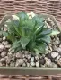 Рядка Вариегатна Хавортия (Haworthia retusa f. variegata) – Колекционерска, снимка 3