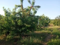 Продавам овощна градина 19 дка., снимка 1