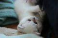 Британски късокосмести котенца – Silver Shaded, Golden Shaded и Colourpoint, снимка 3