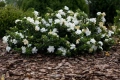 Гардения / Gardenia “Jasminoides”, снимка 6